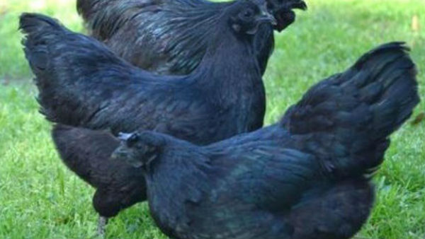  इंदौर में आईफा समारोह