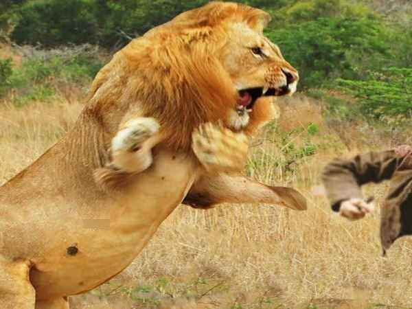 अक्सर इंसानों से होती है यहां वन्यजीवों की मुठभेड़ अक्सर इंसानों से होती है यहां वन्यजीवों की मुठभेड़
