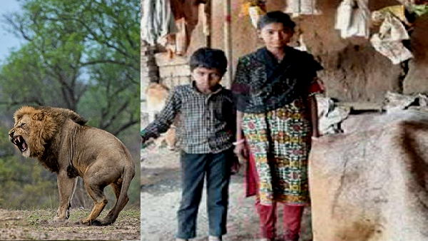 शिवा और कैलाशा ने डटकर किया शेर का मुकाबला शिवा और कैलाशा ने डटकर किया शेर का मुकाबला