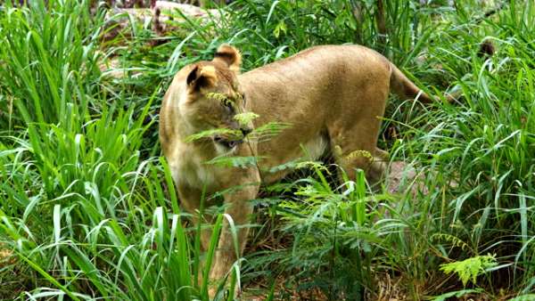 बच्चे के गले को दबाकर 3 किमी दौड़ी