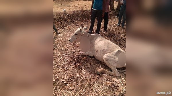 रात में चिकित्सक बुलाकर जख्मी गाय का इलाज कराया रात में चिकित्सक बुलाकर जख्मी गाय का इलाज कराया