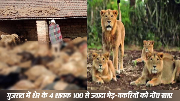 छोटे शेरों ने किया 80 भेड़-बकरियों का शिकार