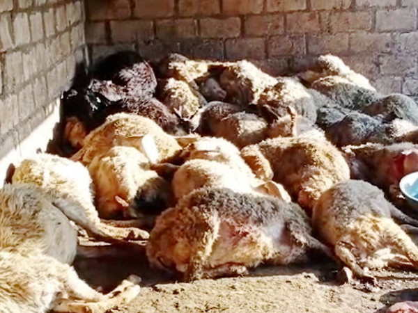 घर के बाड़े में 67 भेड़-बकरे मरे मिले थे