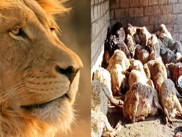 पिछले साल भी हुए था फरवरी में ऐसा हमला