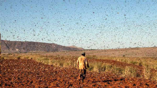 चौपट हो गई फसल 