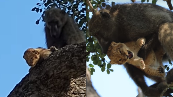 घटना 1 फरवरी की है