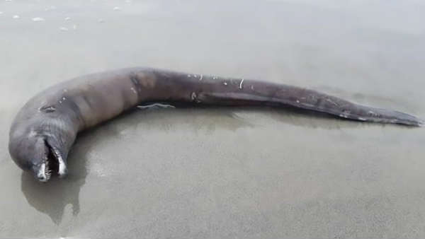 शुरू में लोगों को लगा मरी हुई डॉल्‍फिन है