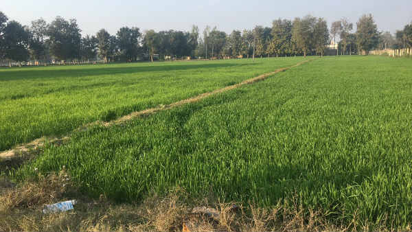 धन्नीपुर वाली जमीन की अभी क्या स्थिति है ?