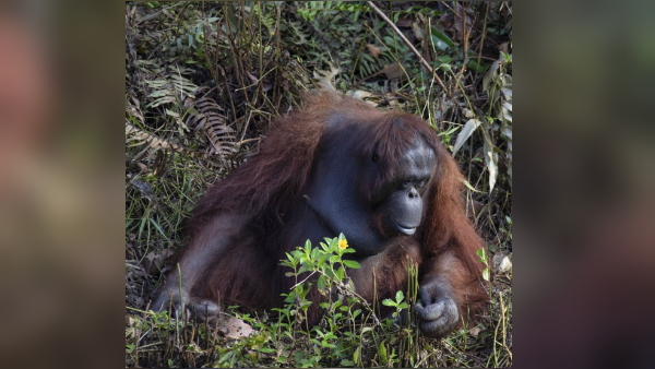 सांप की तलाश कर रहा था वनकर्मी