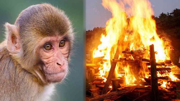 बीमारी से बुजुर्ग का देहांत