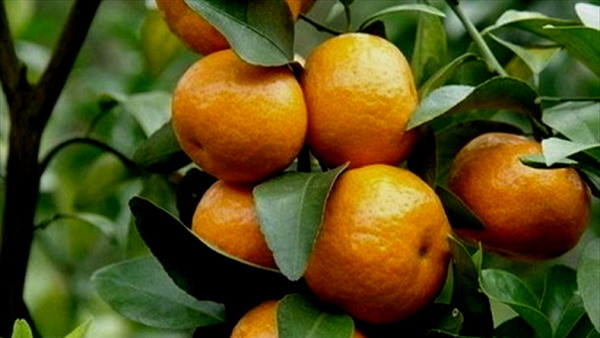सबसे ज्यादा महाराष्ट्र में होती है संतरे की खेती
