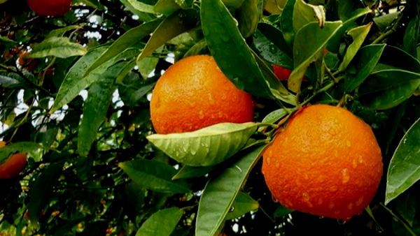 गर्भवती औरतों के लिए काफी लाभप्रद है यह फल