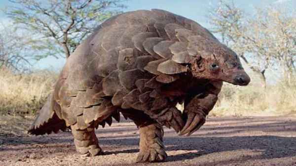 लाखों में बिकता है एक पैंगोलिन