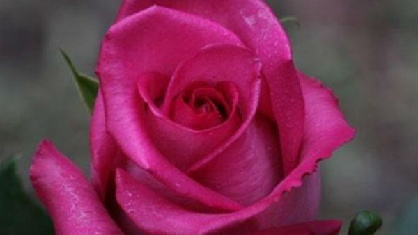 गुलाबी गुलाब ( Pink Rose) गुलाबी गुलाब ( Pink Rose)