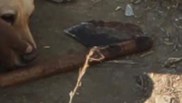 अस्पताल में पति-पत्नी की मौत