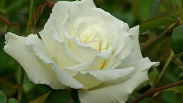 सफेद गुलाब( white Rose) सफेद गुलाब( white Rose)