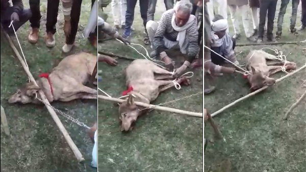 गले में घंटी बांधते वीडियो वायरल हुए