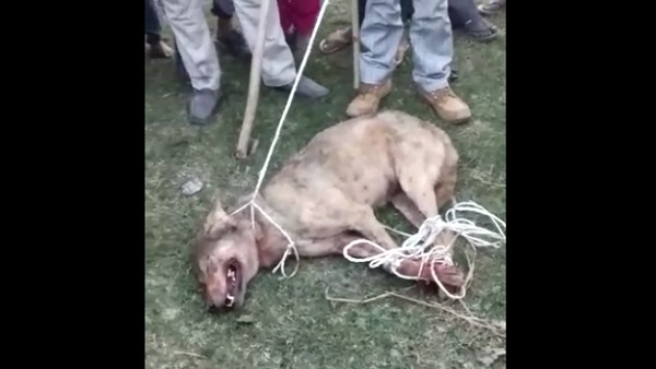 भेड़िए को खोज रहे हैं वन विभाग कर्मी