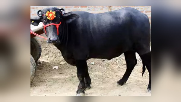 विदाई समारोह रखा, जिसमें 700 किसान शामिल हुए