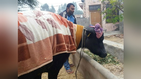 सबसे ज्यादा दूध देने वाली भैंस यहां है