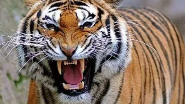 बाघिन ने युवक का काटा गला