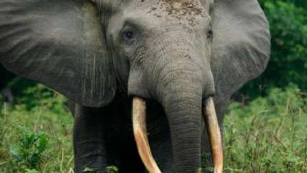 हाथी ने महावत को पटक कर मार डाला था