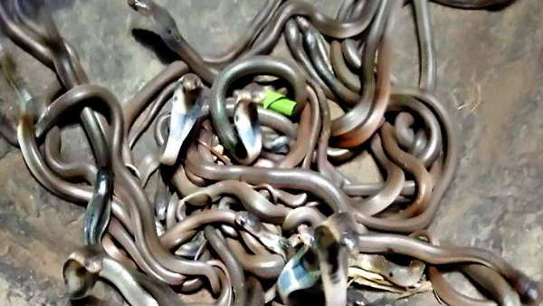 66 कोबरा सांप और 80 से ज्यादा सांप के अंडे मिले
