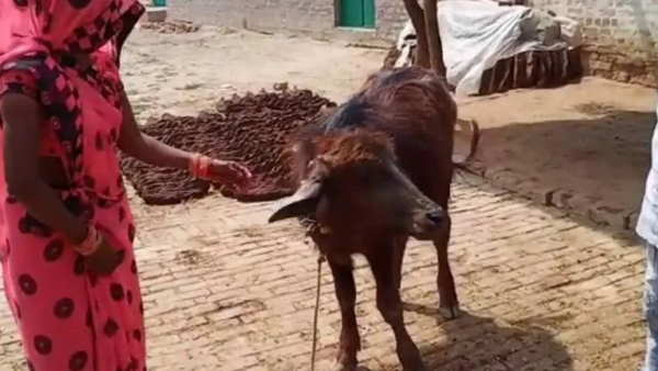 इससे पहले भैंस ने जितनी बार दिए बच्चे उनकी हो जाती थी मौत