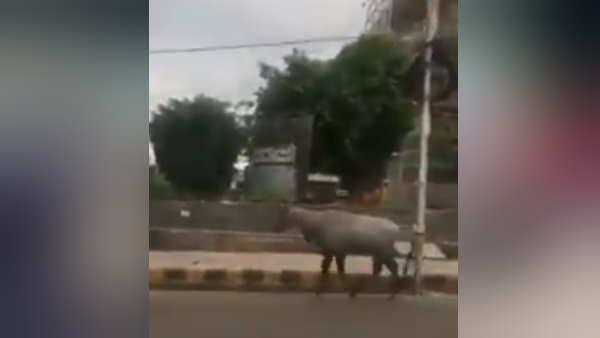 पुलिस ने सक्रियता दिखाते हुए नीलगाय को शहर से बाहर किया