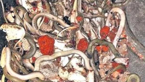 सीढ़ी के नीचे बना रखा था बिल