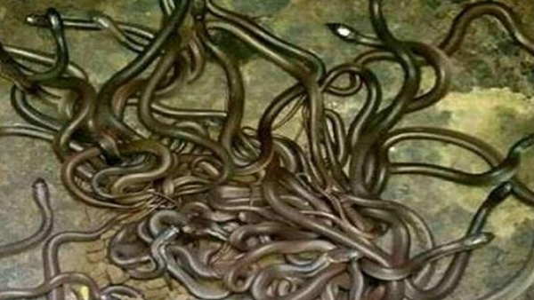 गांव वालों ने मारे सभी सांप