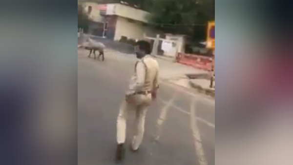 जीआईपी मॉल के पास घूमती दिखी नीलगाय