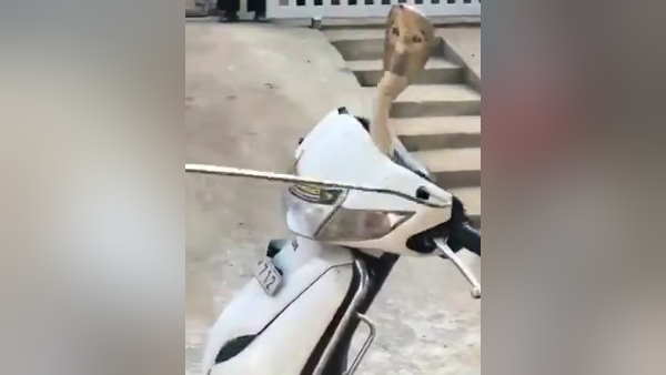 सांप पकड़ने वाले ने पकड़ा