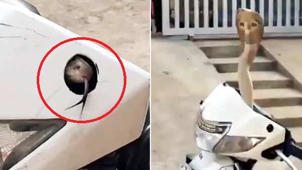 इस वीडिये को मिल चुके हैं 15 हजार से ज्यादा लाइक्स