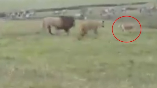 इंडियन फॉरेस्ट ऑफिसर ने शेयर किया वीडियो इंडियन फॉरेस्ट ऑफिसर ने शेयर किया वीडियो