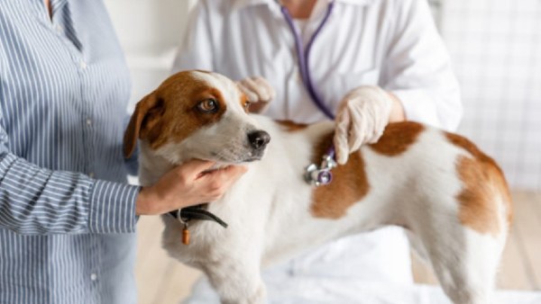 जानवरों से दूरी बनाए रखें, हांगकांग में वायरस इंफेक्टेड मिला कुत्ता