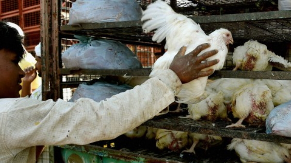 कोरोना के बाद अब बर्ड फ्लू की दस्तक