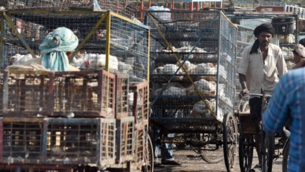 भोपाल की प्रयोगशाला ने की पुष्टि