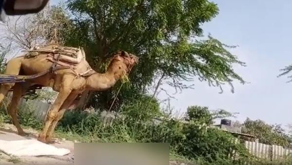 पहले पैर चबाया, फिर सिर धड़ से किया अलग 