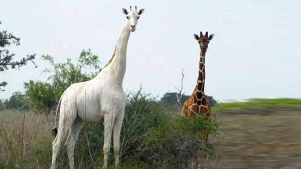 इनकी संख्‍या बढ़ाने के लिए इनपर शोध चल रहा था लेकिन अब 