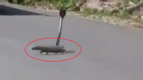 एक-दूसरे के कट्टर दुश्मन होते हैं सांप और नेवला