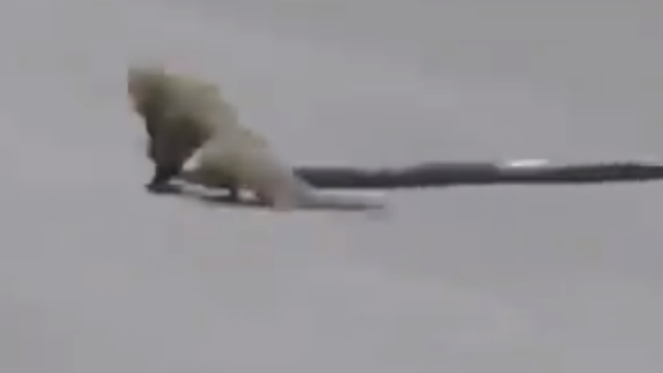 नेवले ने भी किया पलटवार