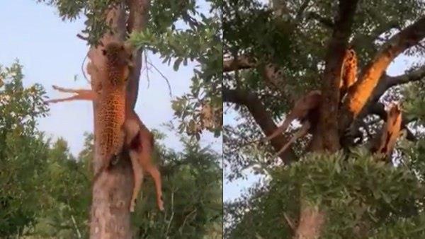 अपने से तीन गुना वजनी शिकार को लेकर पेड़ पर चढ़ा तेंदुआ अपने से तीन गुना वजनी शिकार को लेकर पेड़ पर चढ़ा तेंदुआ