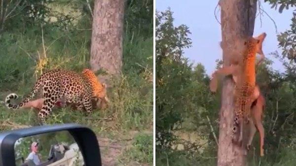 IFS ऑफिसर प्रवीण कासवान ने शेयर किया वीडियो