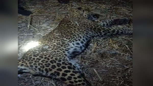 leopard dies in encounter with villager, After fight the man is hospitalized