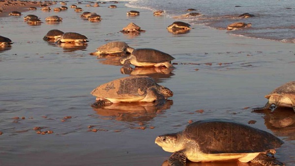 समुद्र तट पर 8 लाख ओलिव रिडले कछुए आए