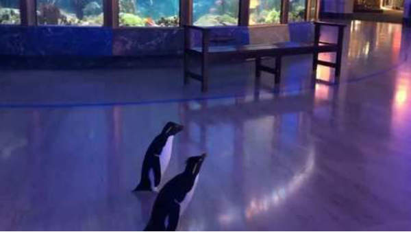 ऐसे घूम रहे हैं पेंगुइन जैसे दौरा कर रहे हों ऐसे घूम रहे हैं पेंगुइन जैसे दौरा कर रहे हों