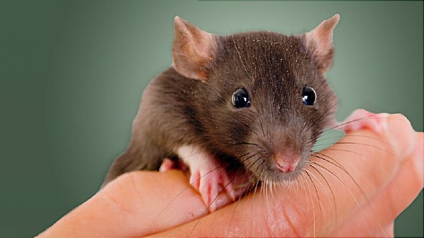 वर्ष 1720 फ्रांस में फैला प्लेग, महामारी में गई एक लाख की जान