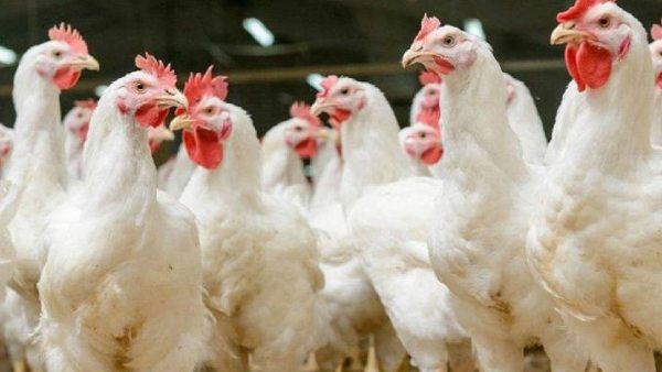 बुरी तरह प्रभावित हुआ पोल्ट्री बिजनेस, दामों में 70 फीसदी गिरावट
