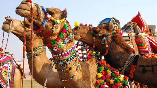 राजस्थान में ऊंटों की प्रजातियां राजस्थान में ऊंटों की प्रजातियां